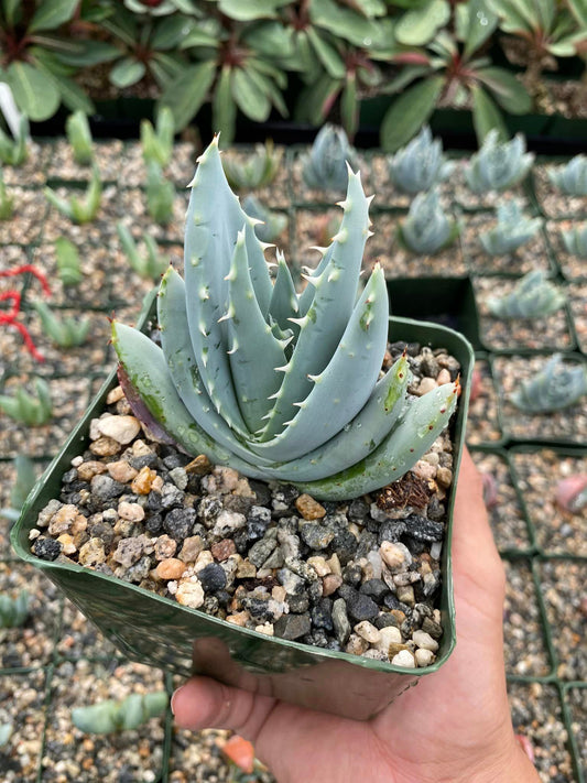 Aloe peglerae