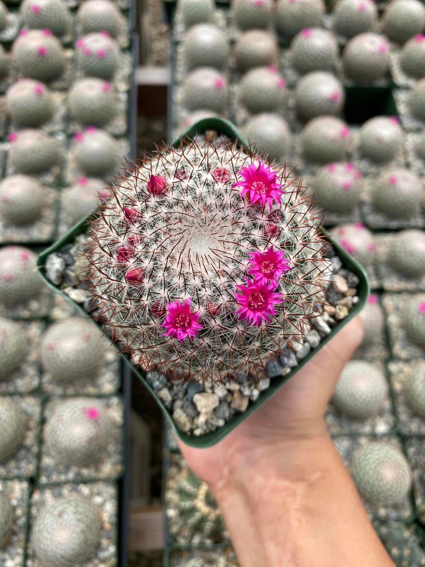 Mammillaria rhodantha var. Mccartenii