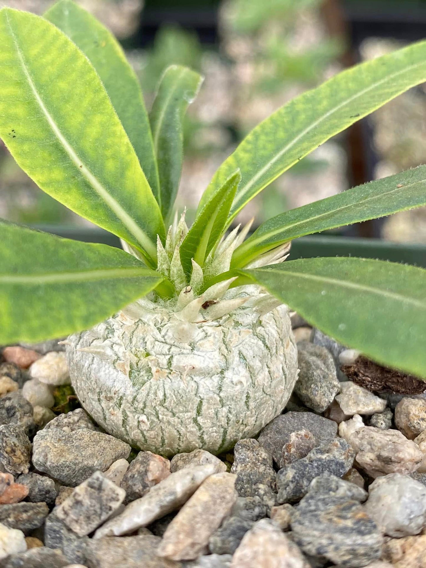 Pachypodium brevicale