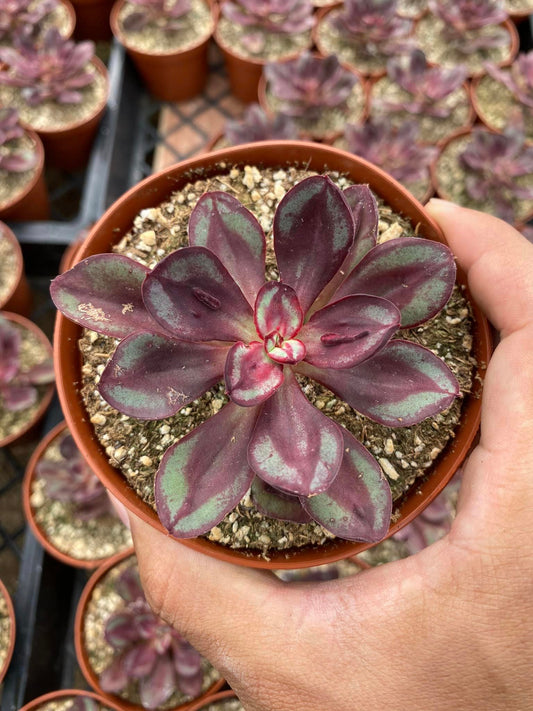 Echeveria Nodulosa ‘maruba benitsukasa’