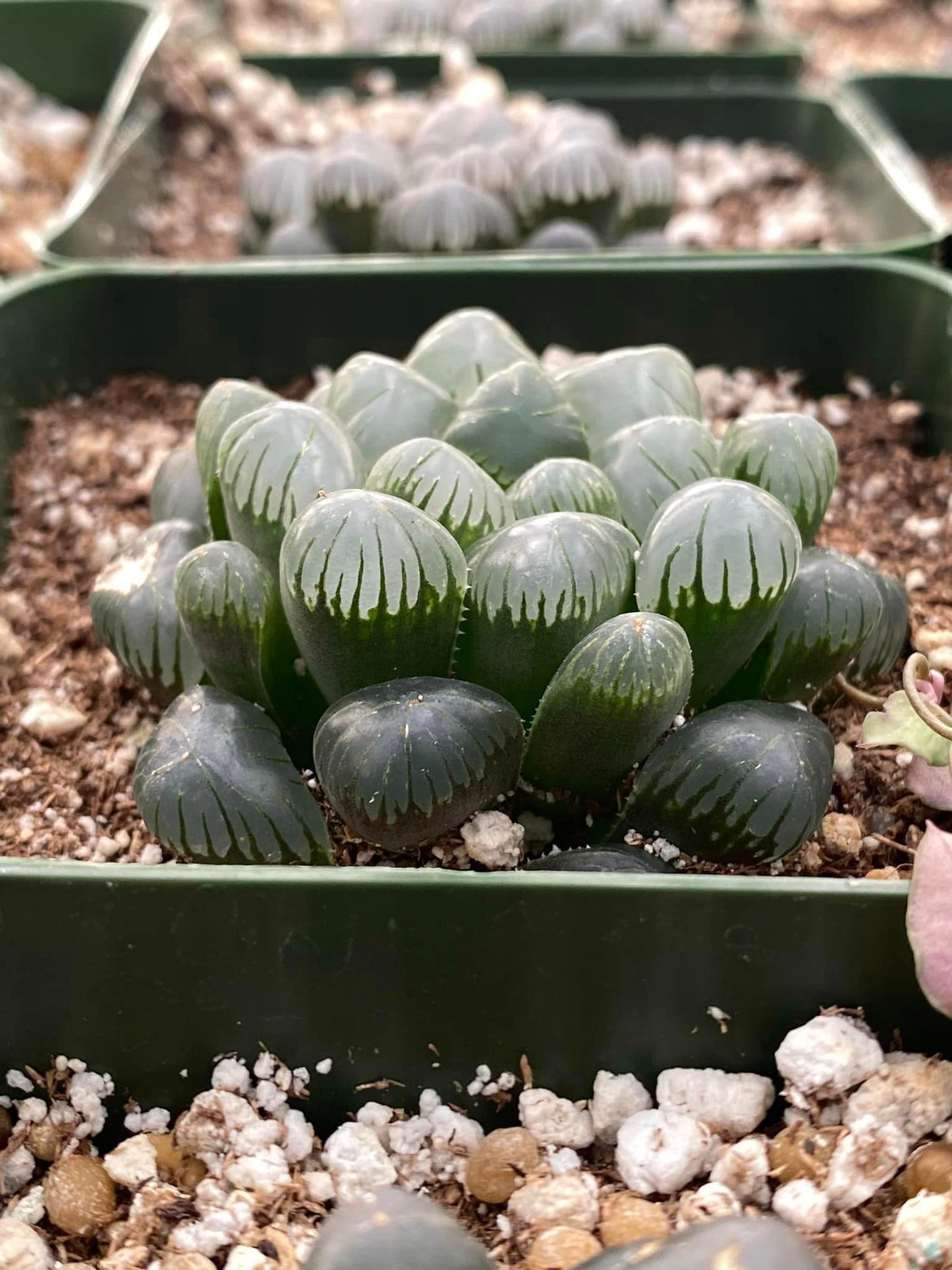 Haworthia cooperi