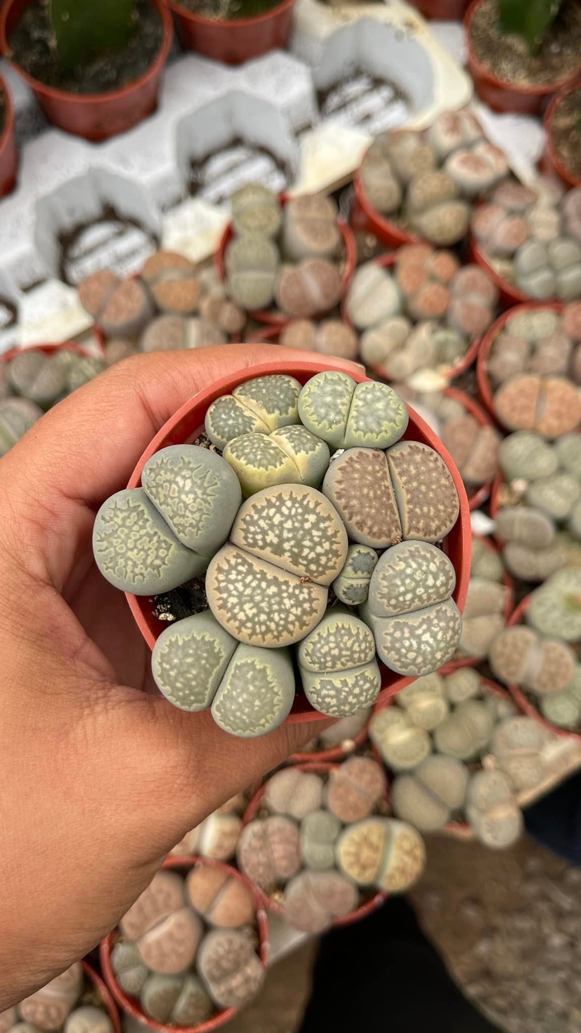 Lithops Cluster ( 1 maceta)