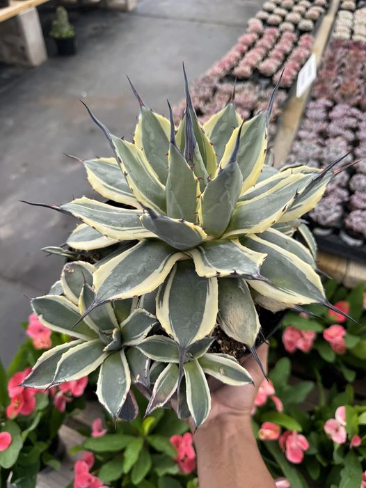 Agave aplanatta ‘cream spike’