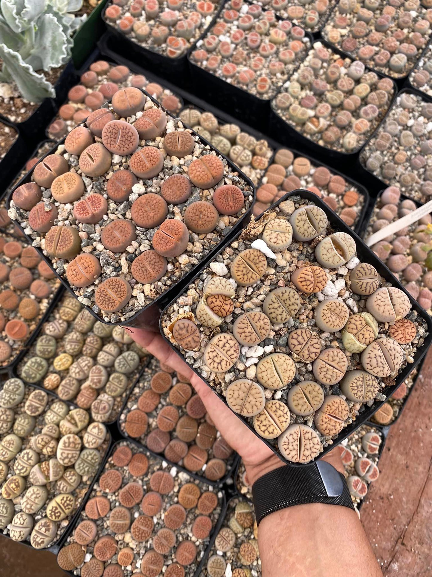 Lithops 25 piezas mix