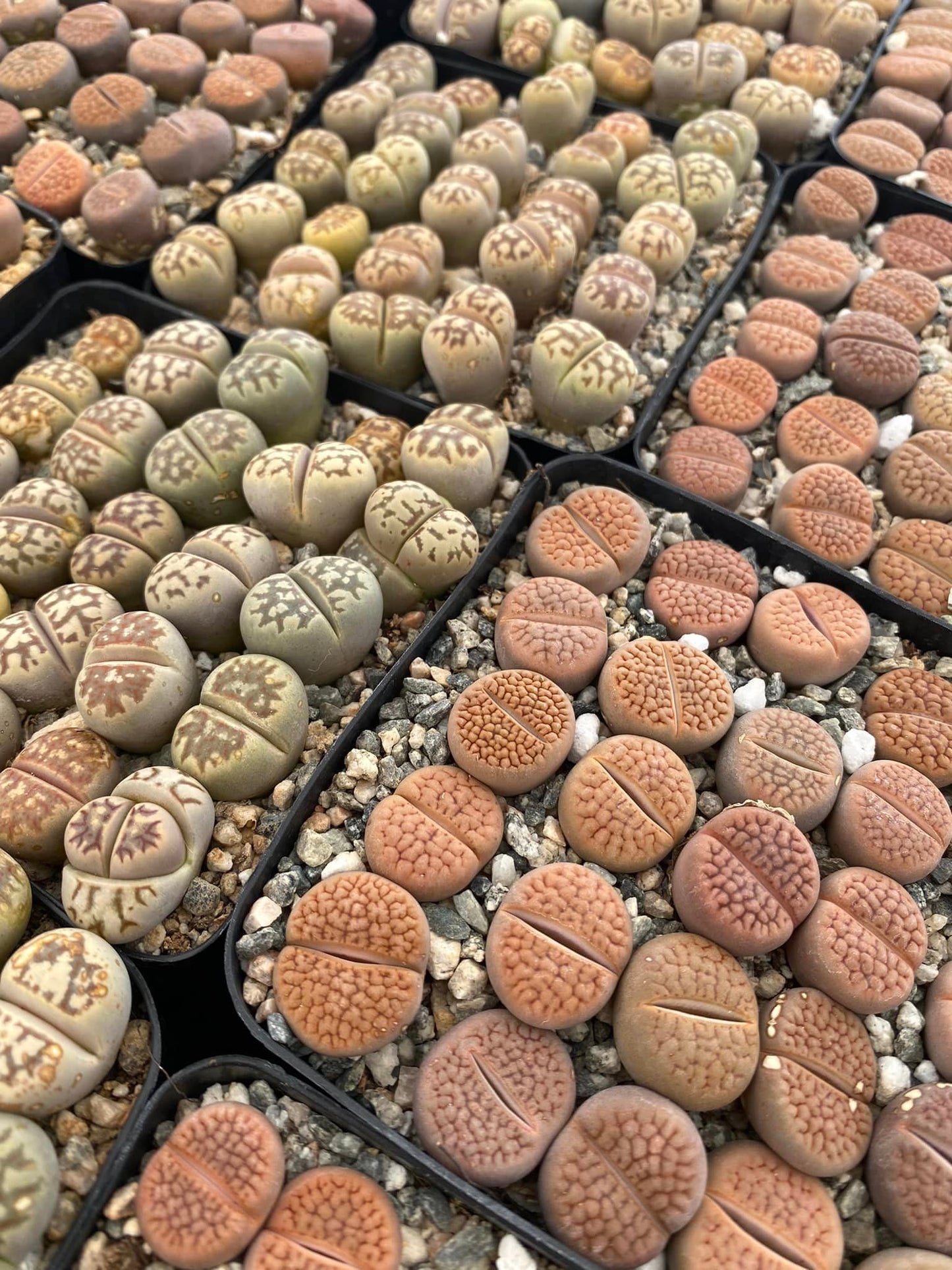 Lithops 25 piezas mix