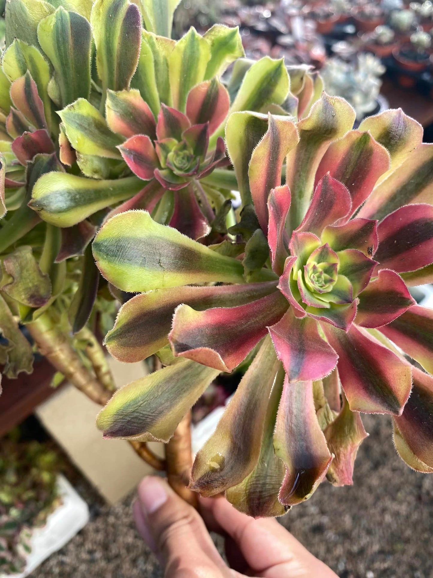 Aeonium Loki