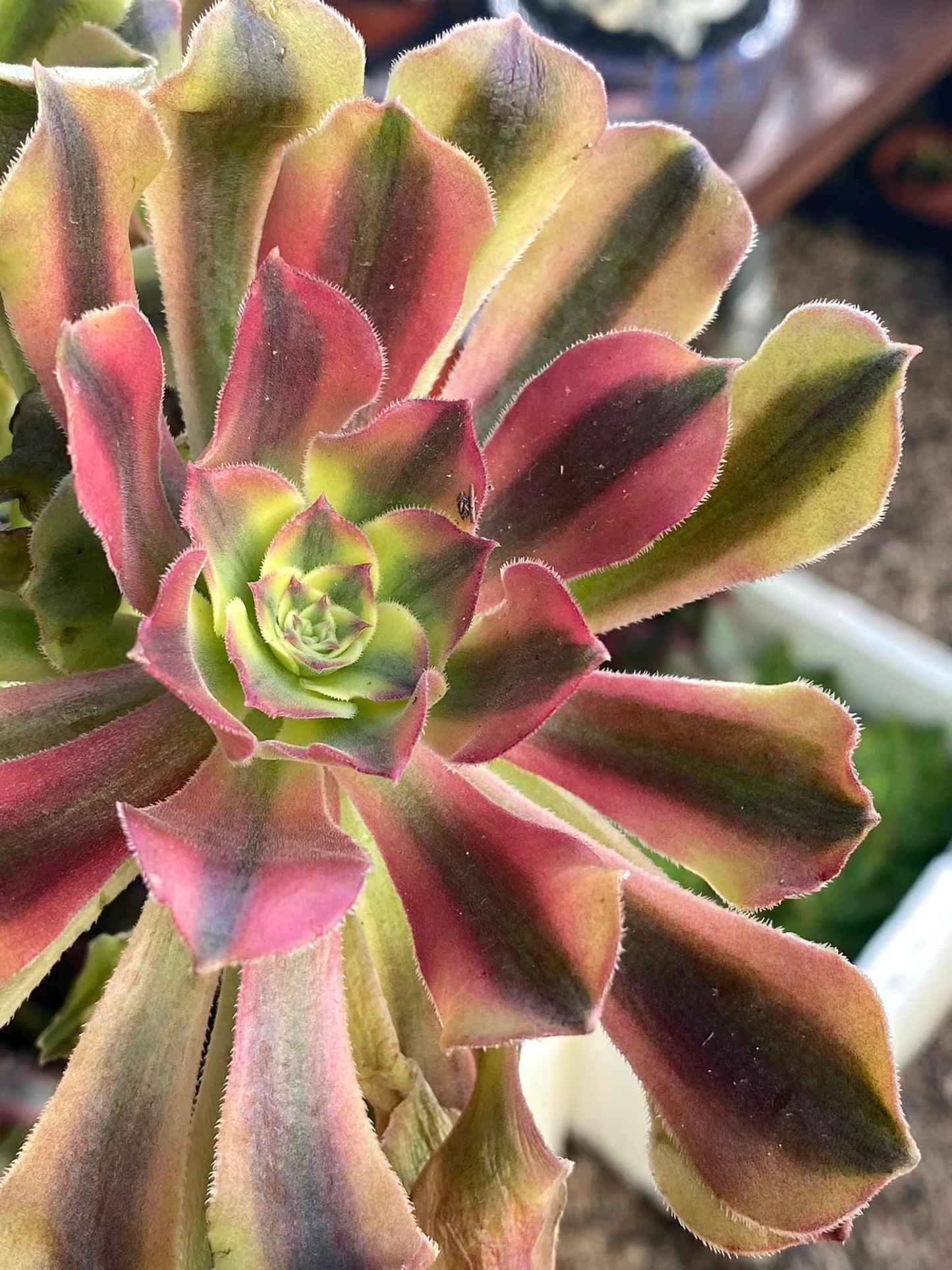 Aeonium Loki