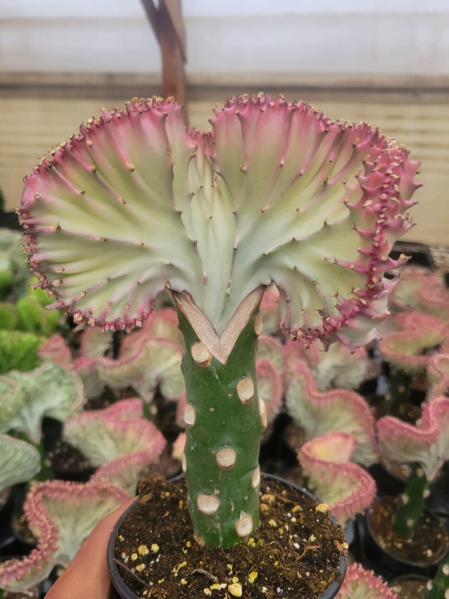 Euphorbia lactea (rosita, blanca y verde)