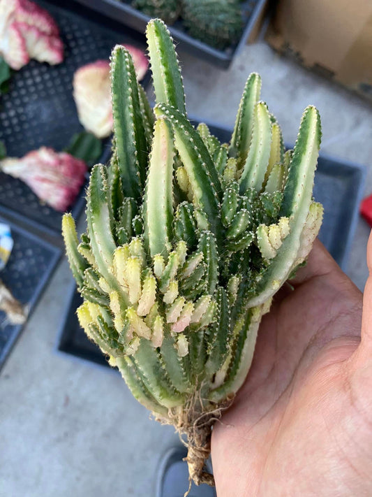 Cereus tetragonus (castillo de hadas) variegada