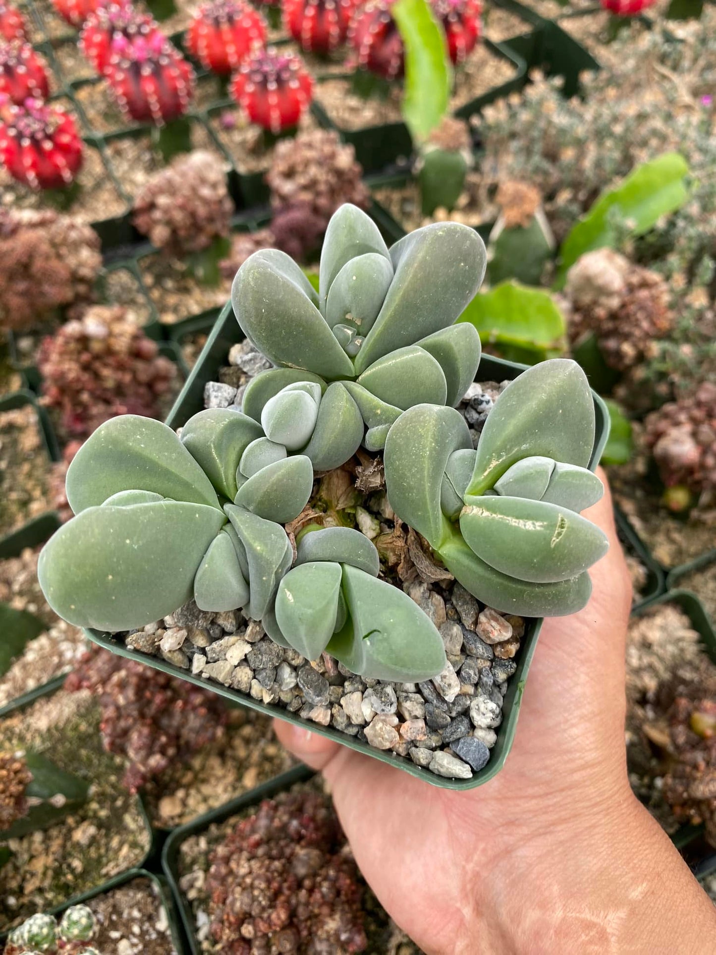 Gibbaeum Dispar