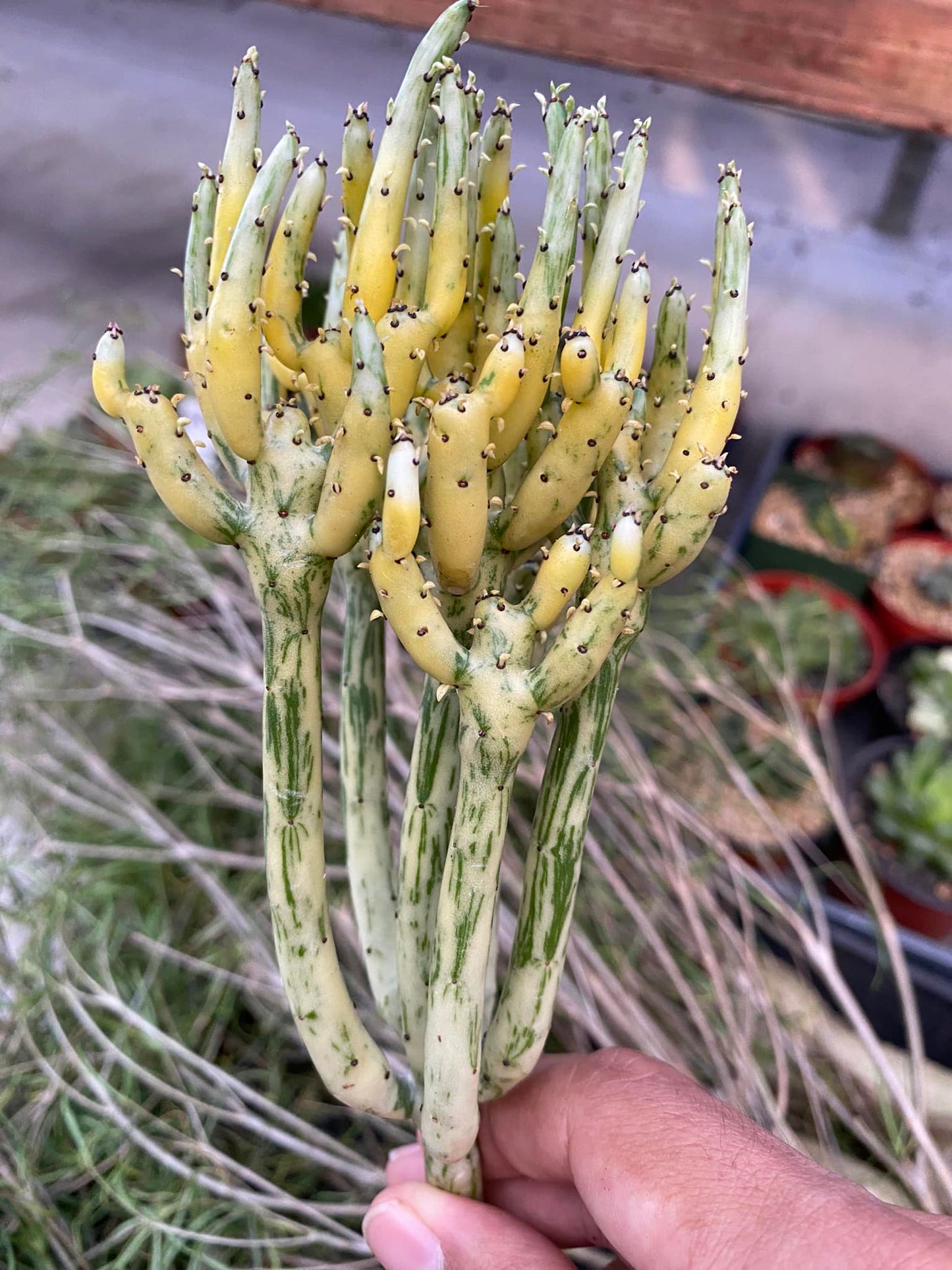 Euphorbia leucondendron Variegada