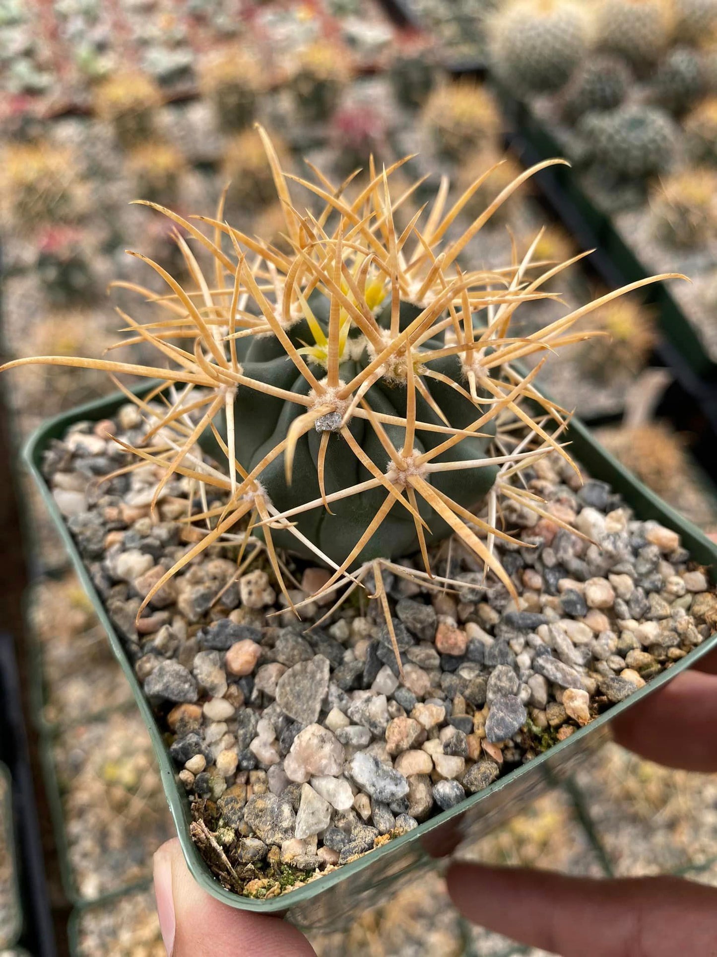 Ferocactus Chrysacanthum