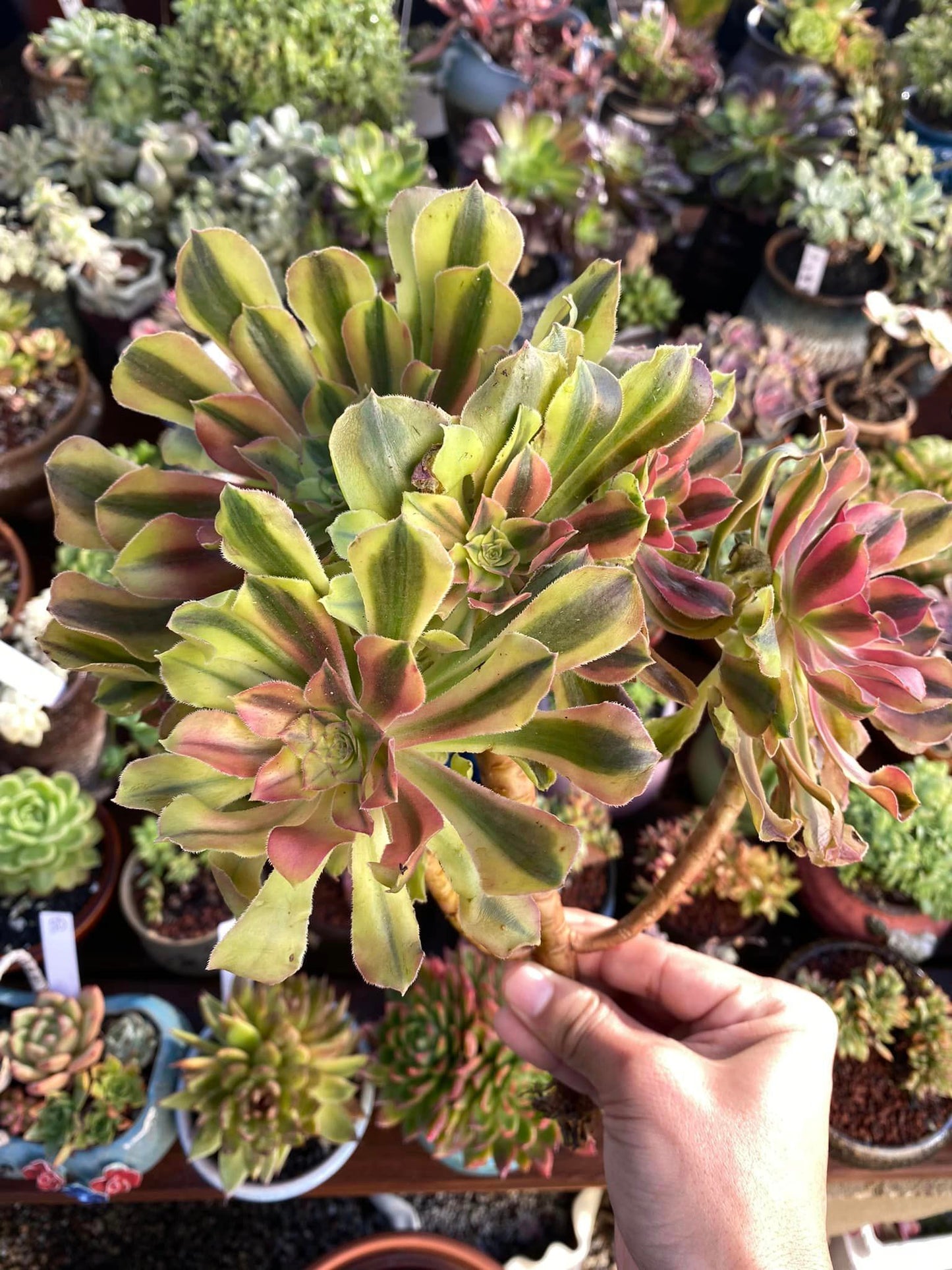 Aeonium Loki