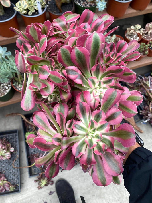 Aeonium Pink Witch