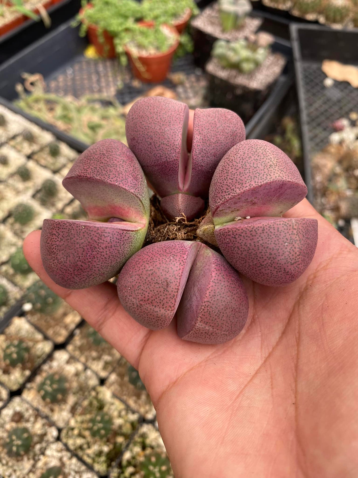 Pleiospilos Royal Flush