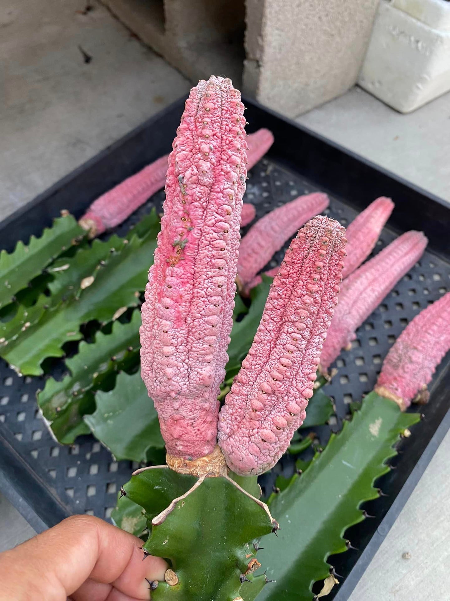 Euphorbia Abdelkuri cv Damask