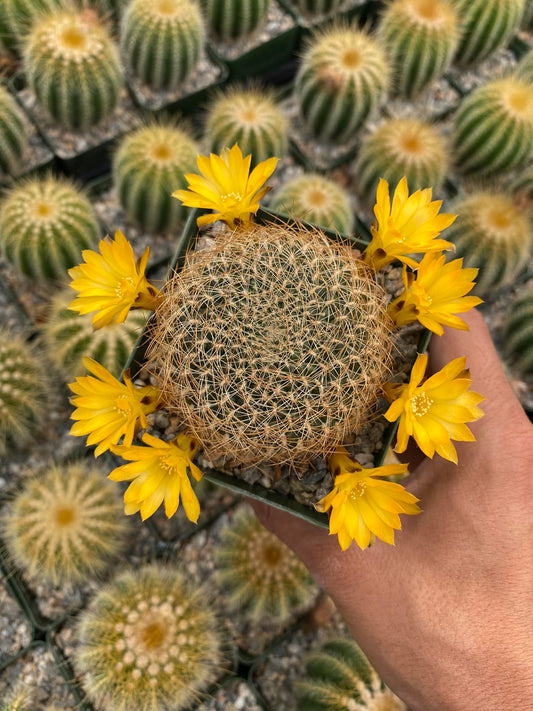 Sulcorebutia menesesii