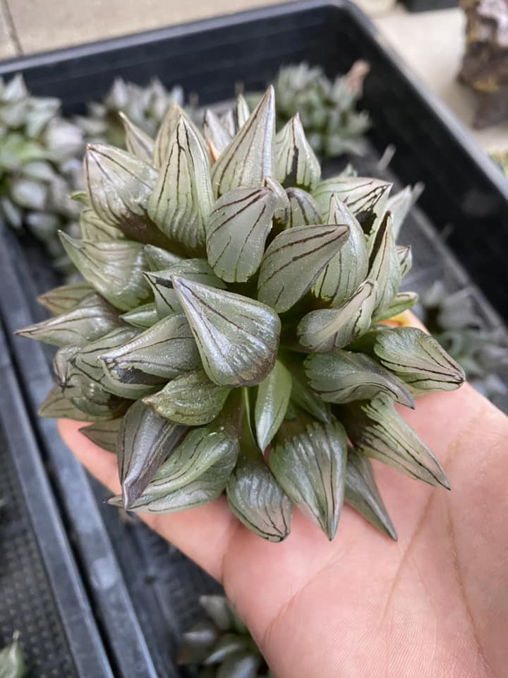 Haworthia atrofusca mutante cluster