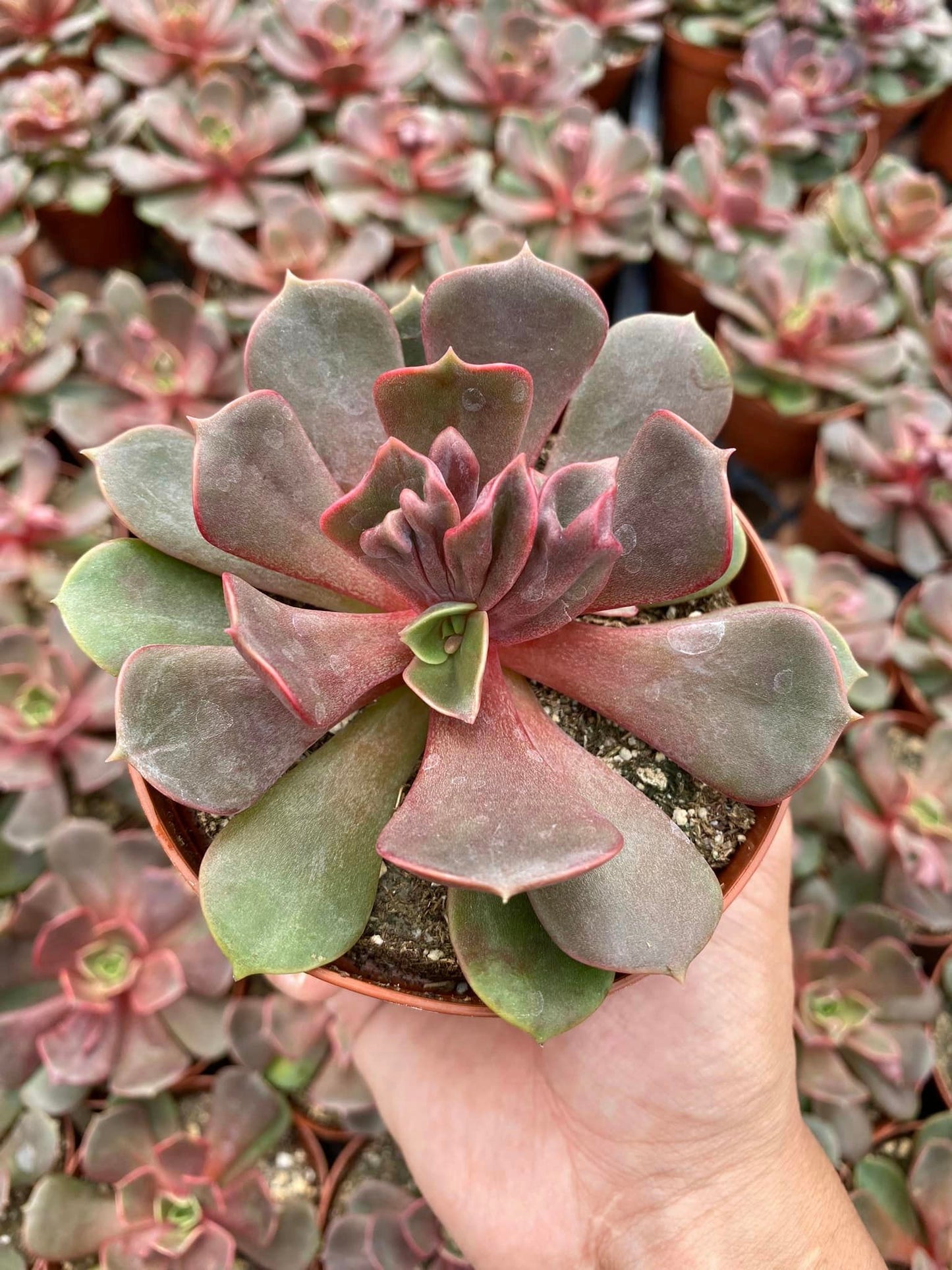 Echeveria Vampire Red Ball