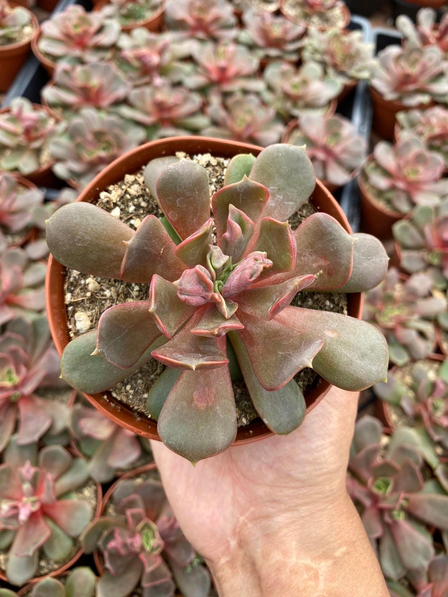 Echeveria Vampire Red Ball