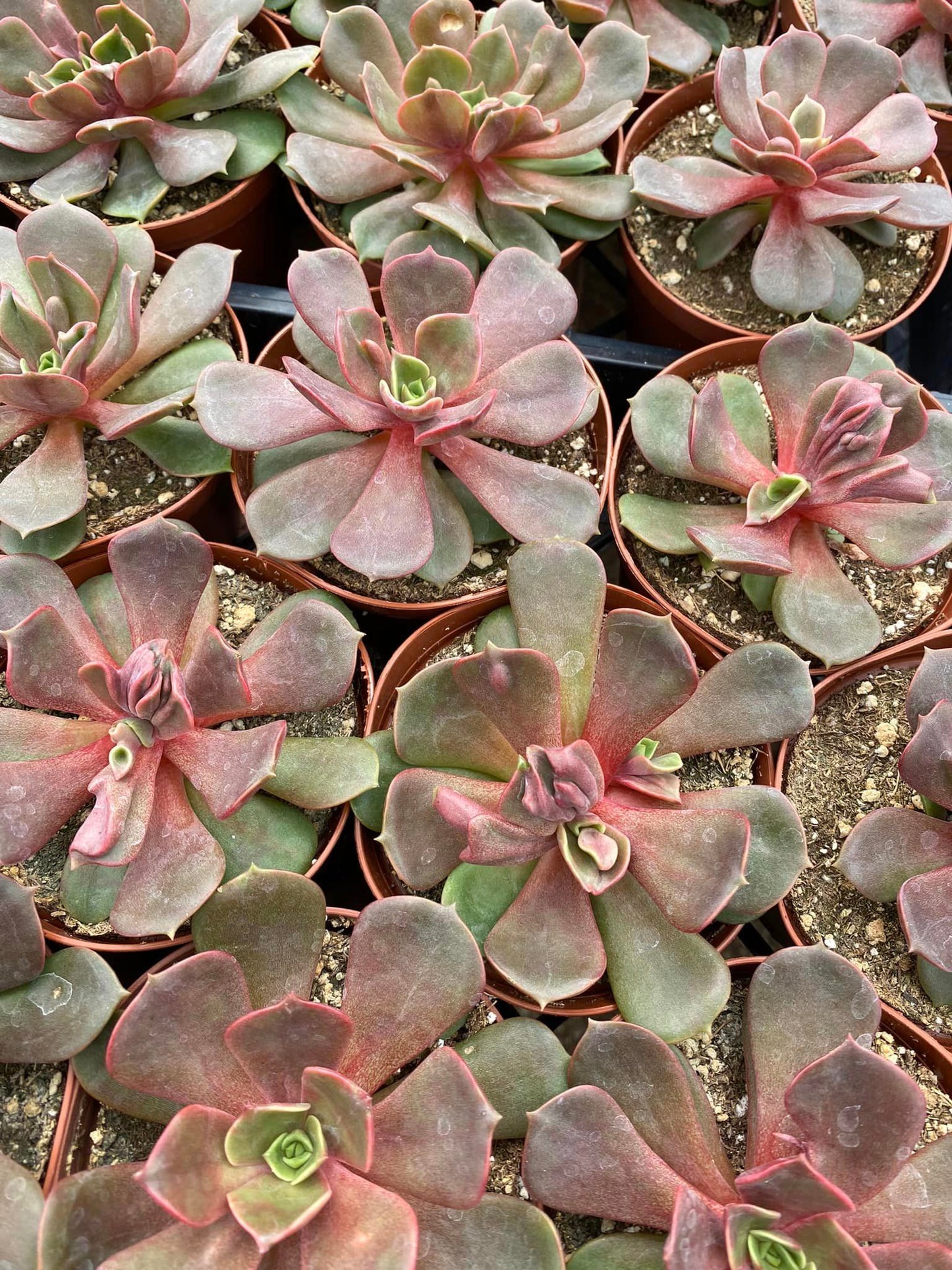 Echeveria Vampire Red Ball