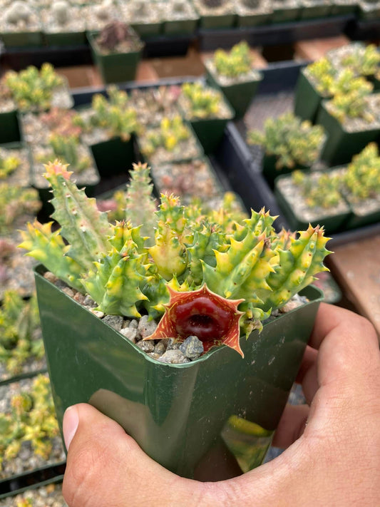 Huernia Variegada