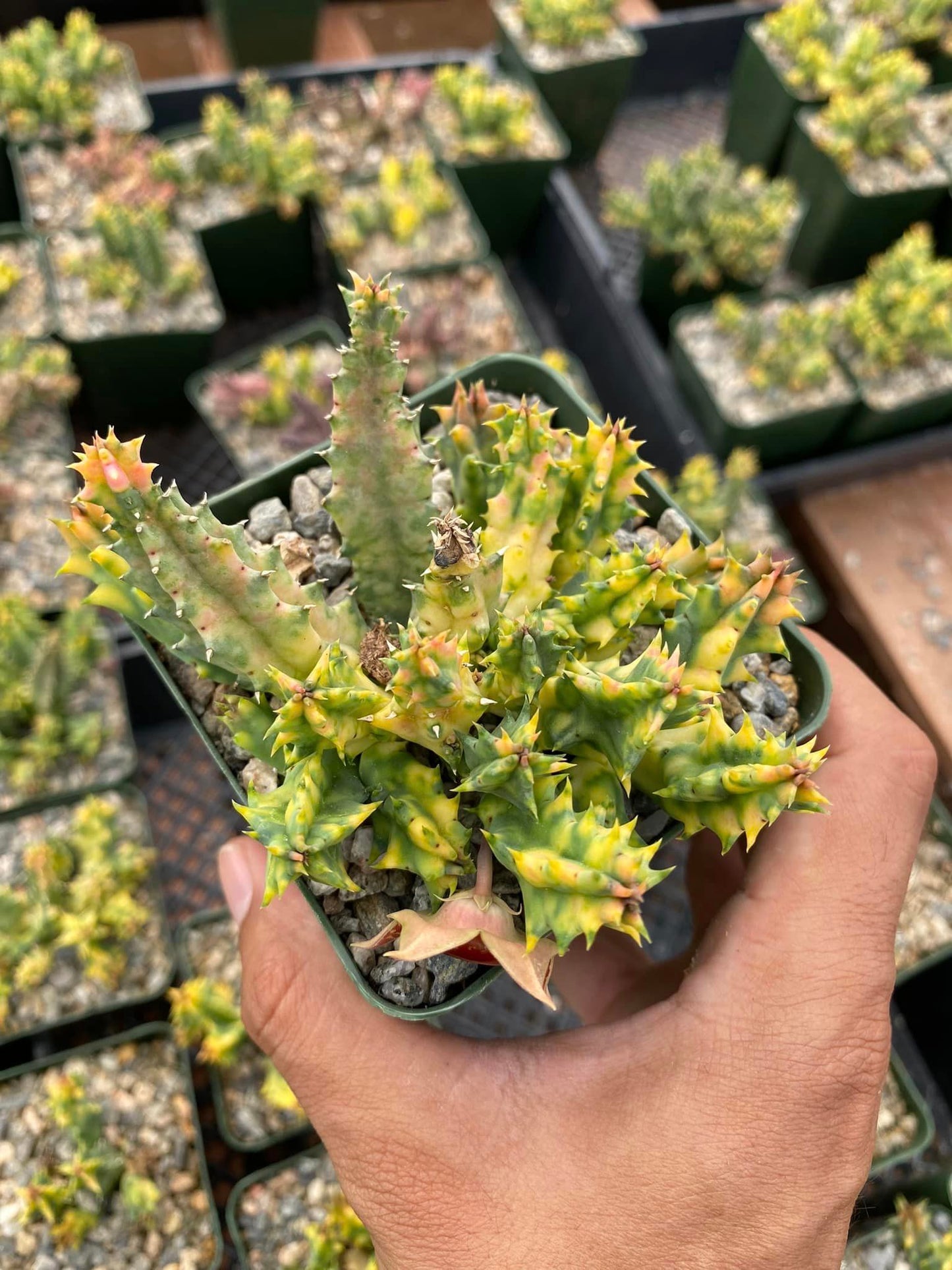 Huernia Variegada