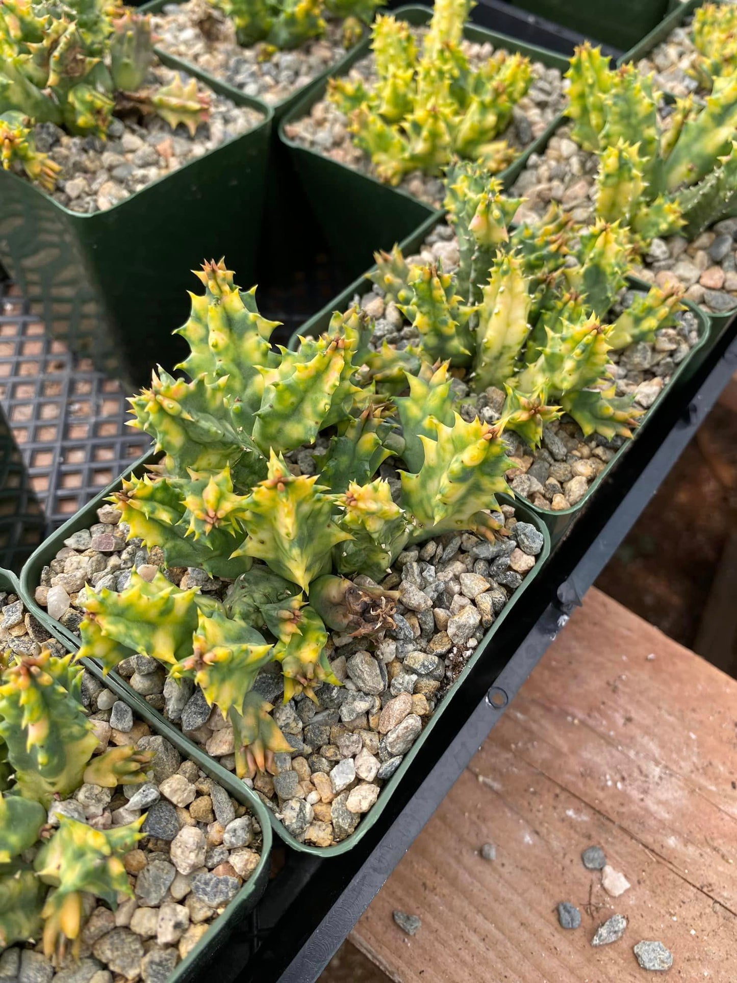 Huernia Variegada