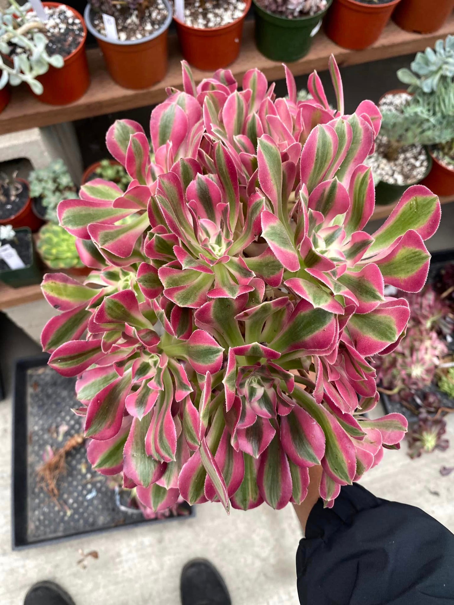 Aeonium Pink Witch