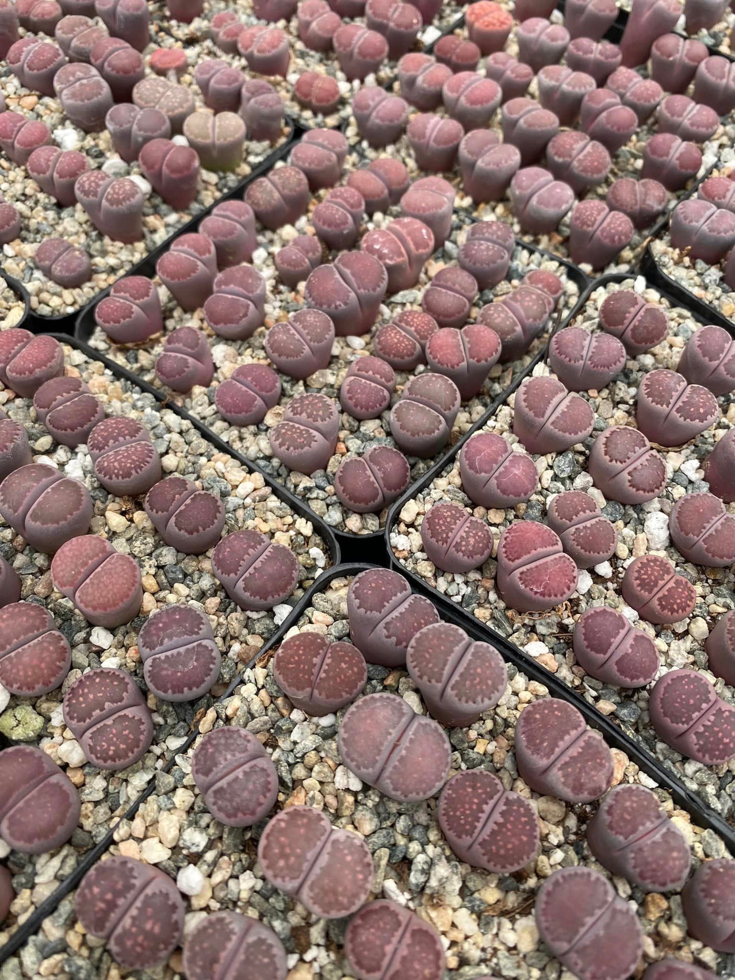 Lithops Salicola Bachus