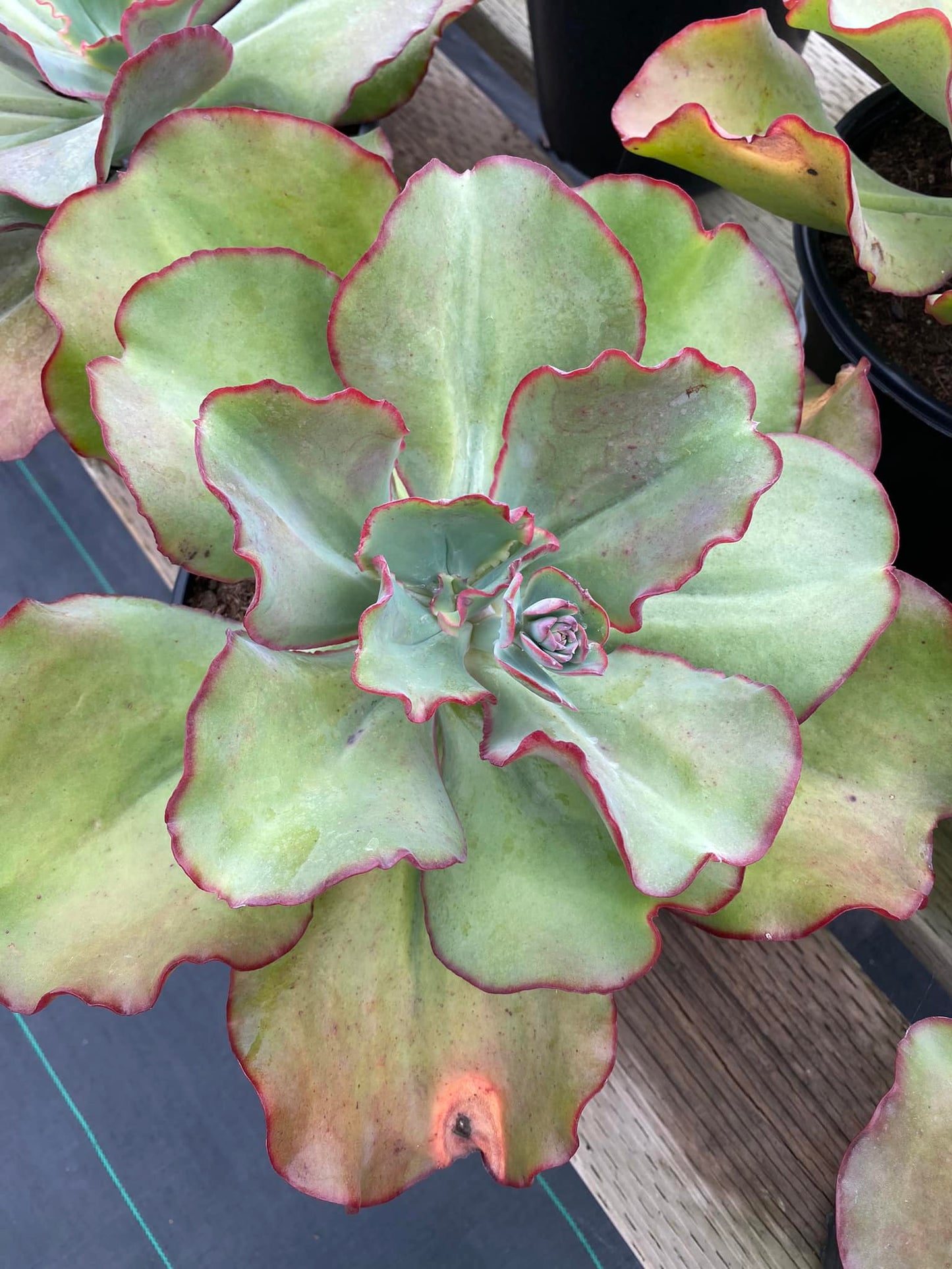 Echeveria Isabella 8”