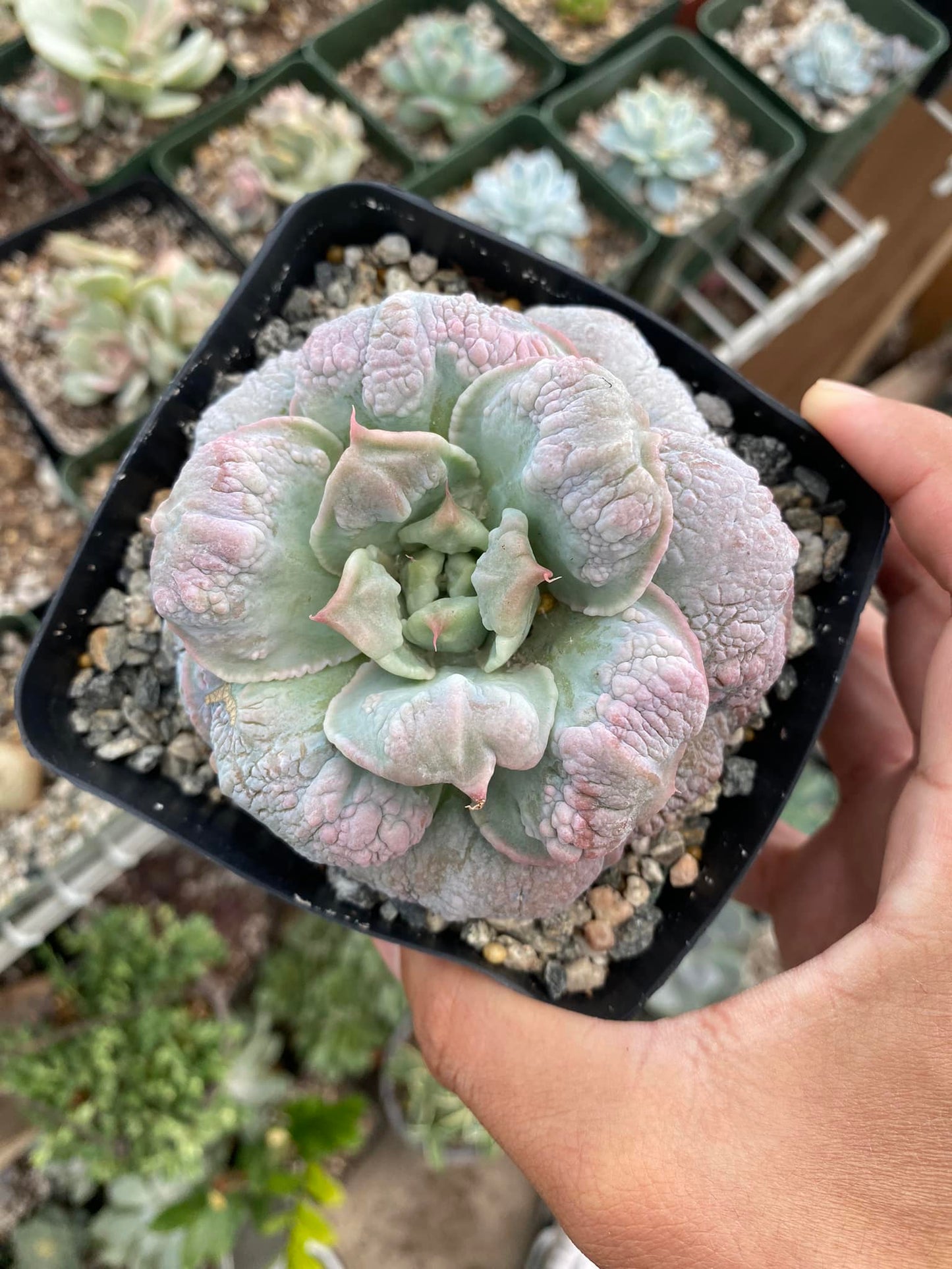 Echeveria Madiba caranculada