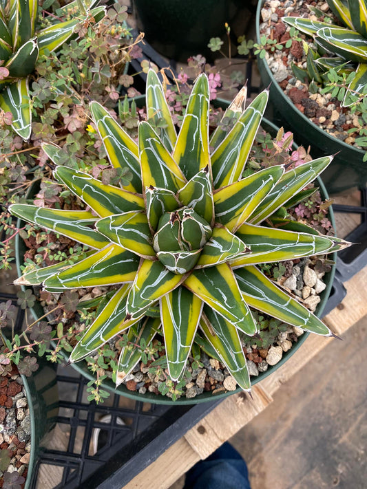 Agave victoria Reginae ‘golden princess’ 8”