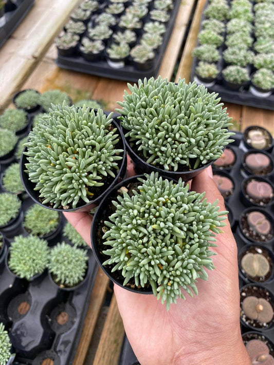 Delosperma sphalmanthoides