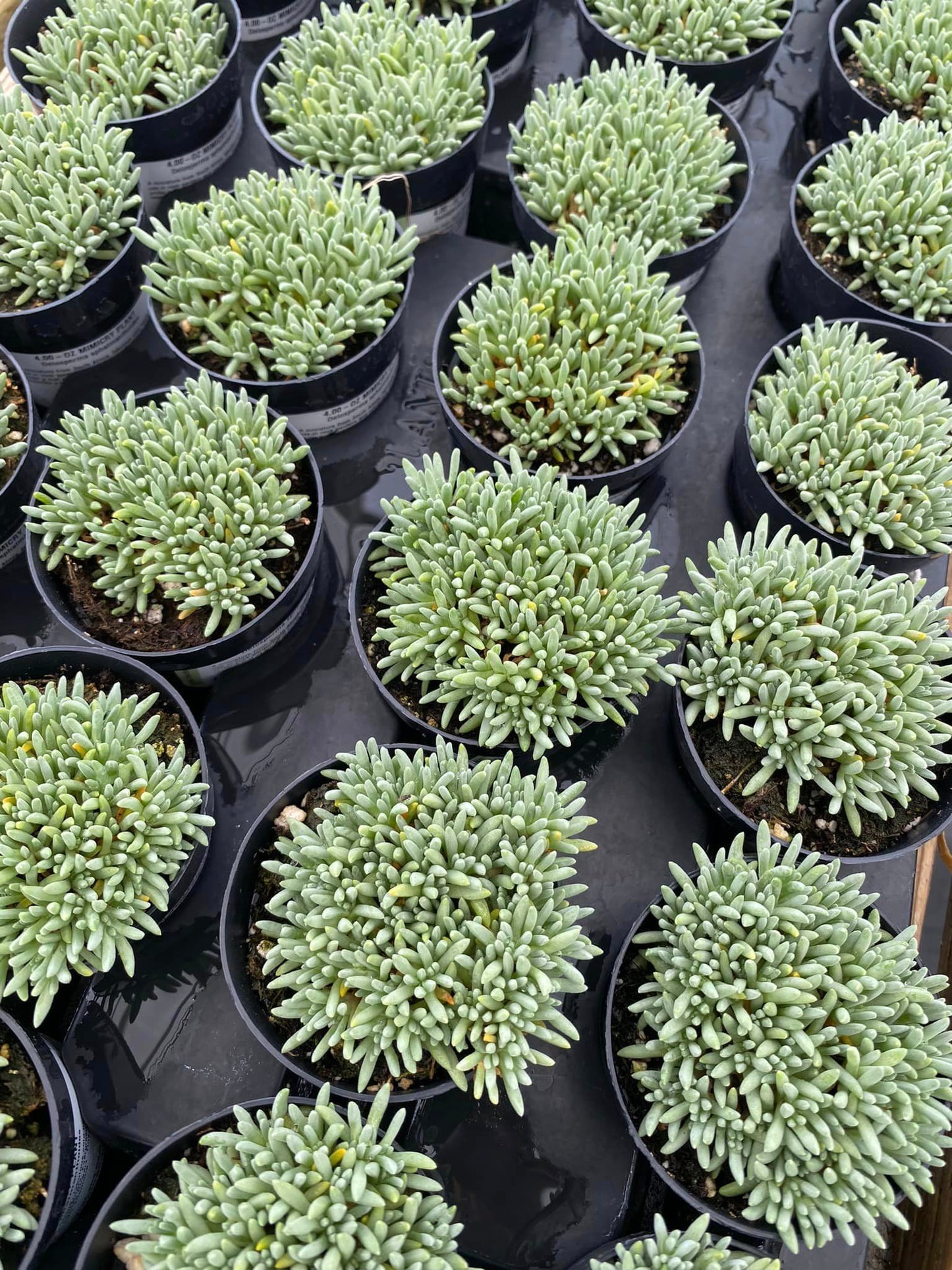 Delosperma sphalmanthoides