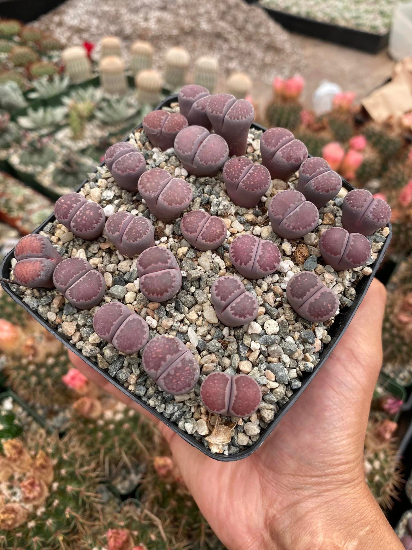 Lithops Salicola Bachus