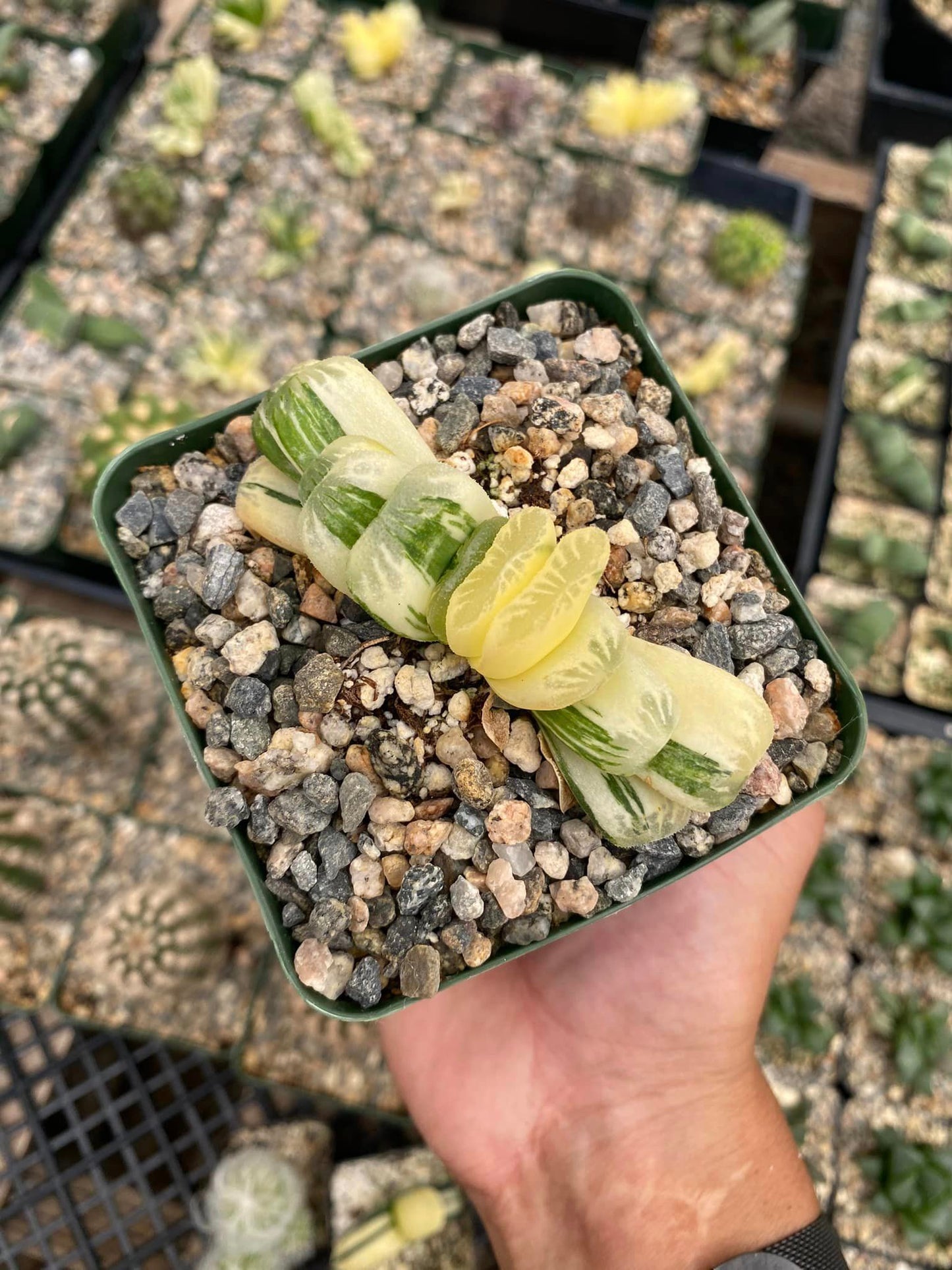 Haworthia lime green variegada