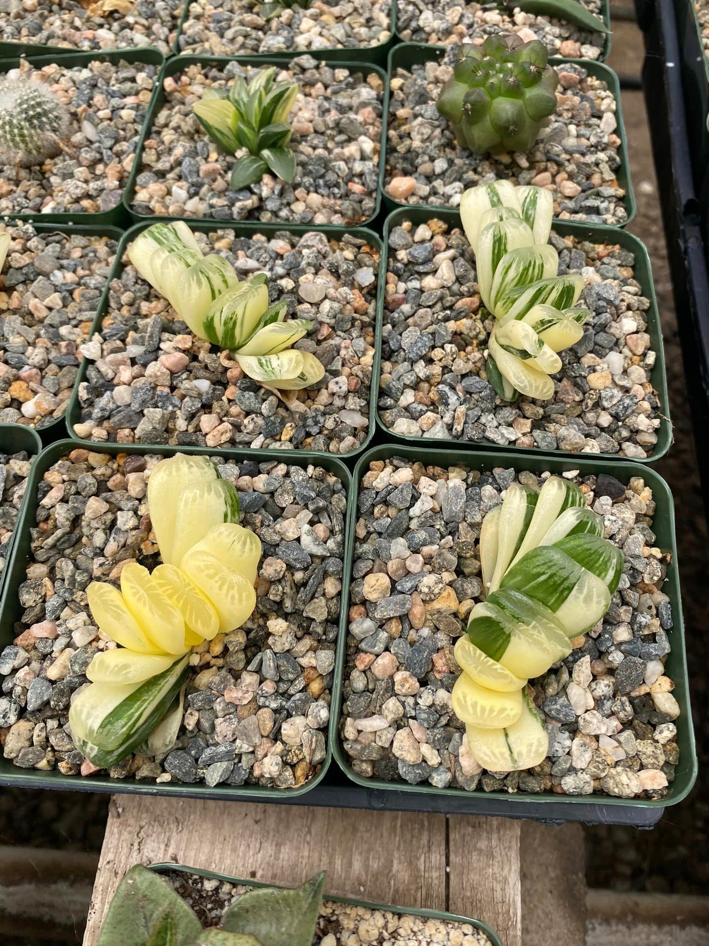 Haworthia lime green variegada