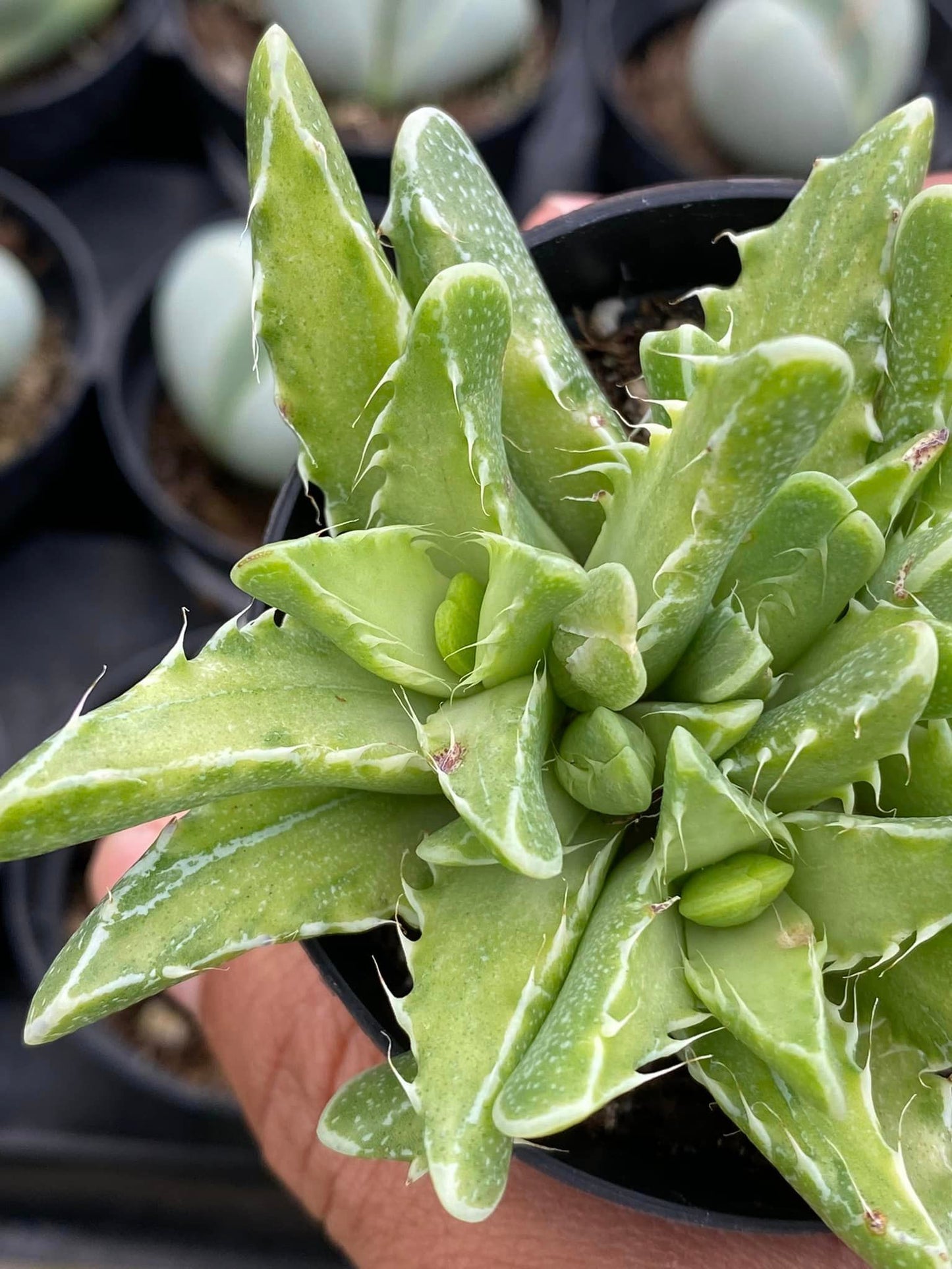 Faucaria trigrina Variegada