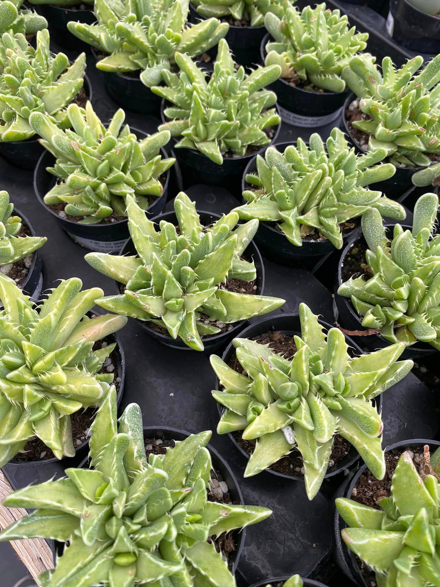 Faucaria trigrina Variegada