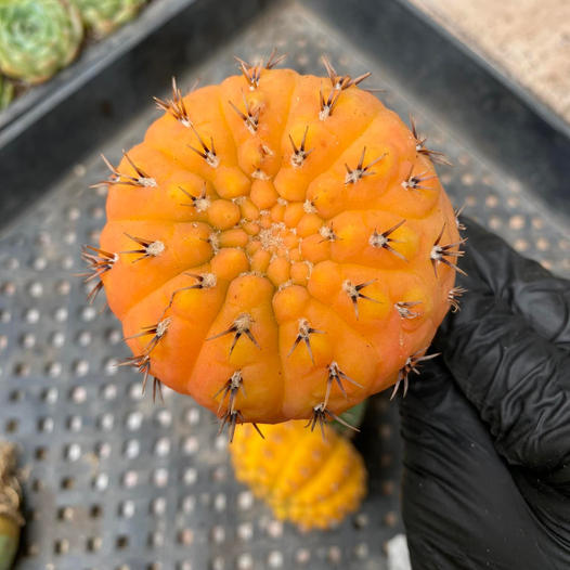 Gymnocalycium ochoterenae variegado