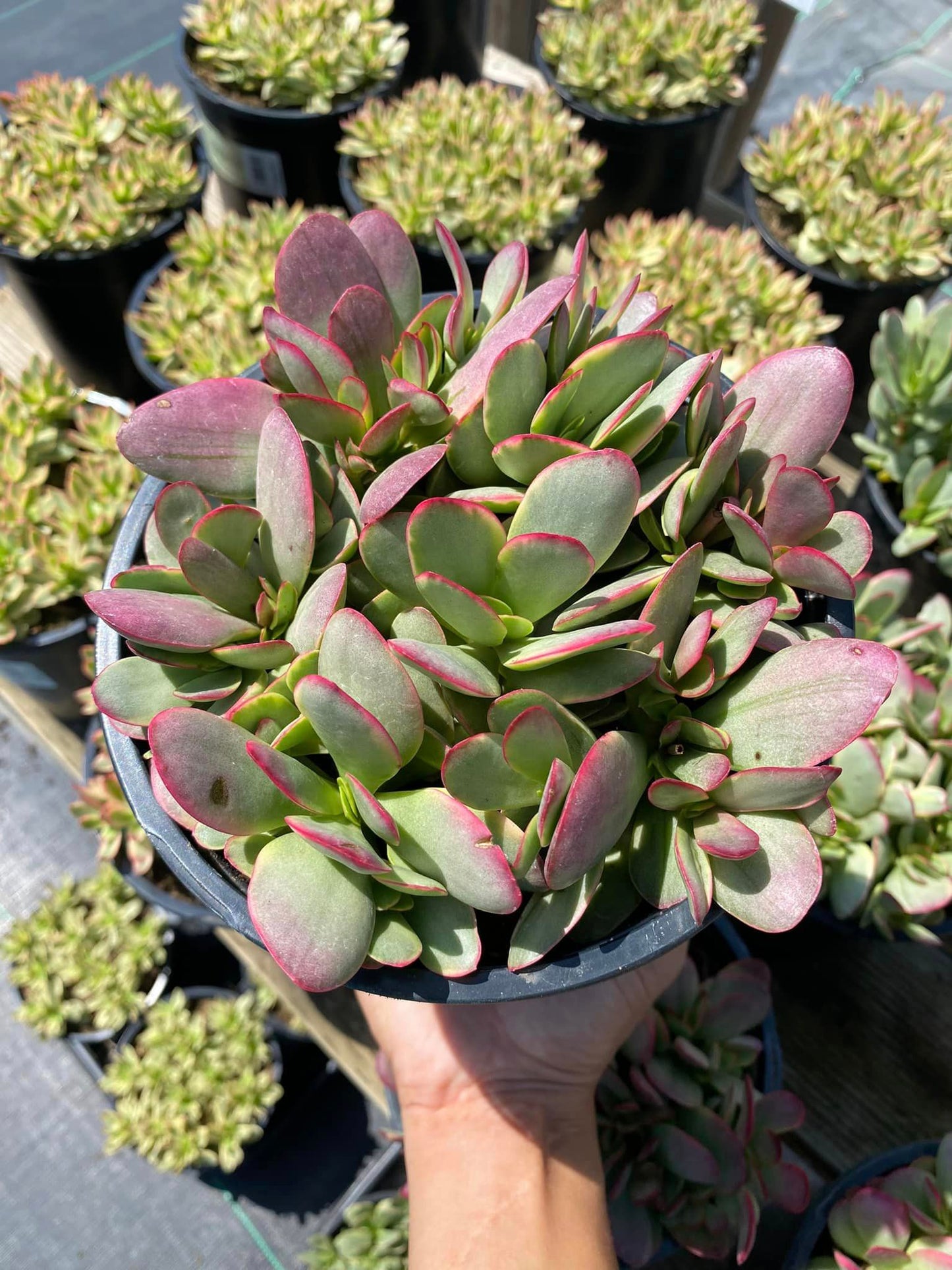 Crassula platyphilla Variegada