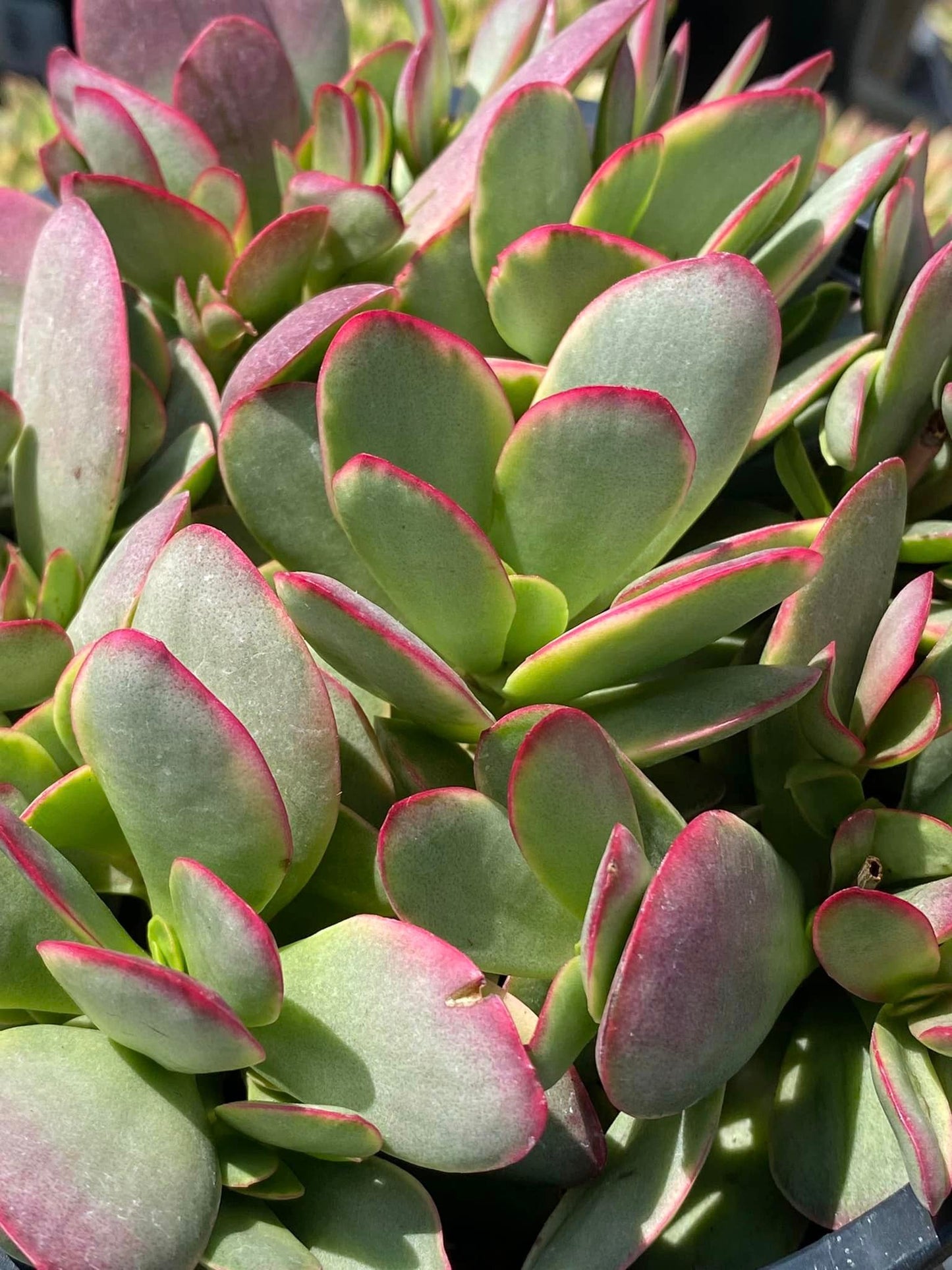 Crassula platyphilla Variegada