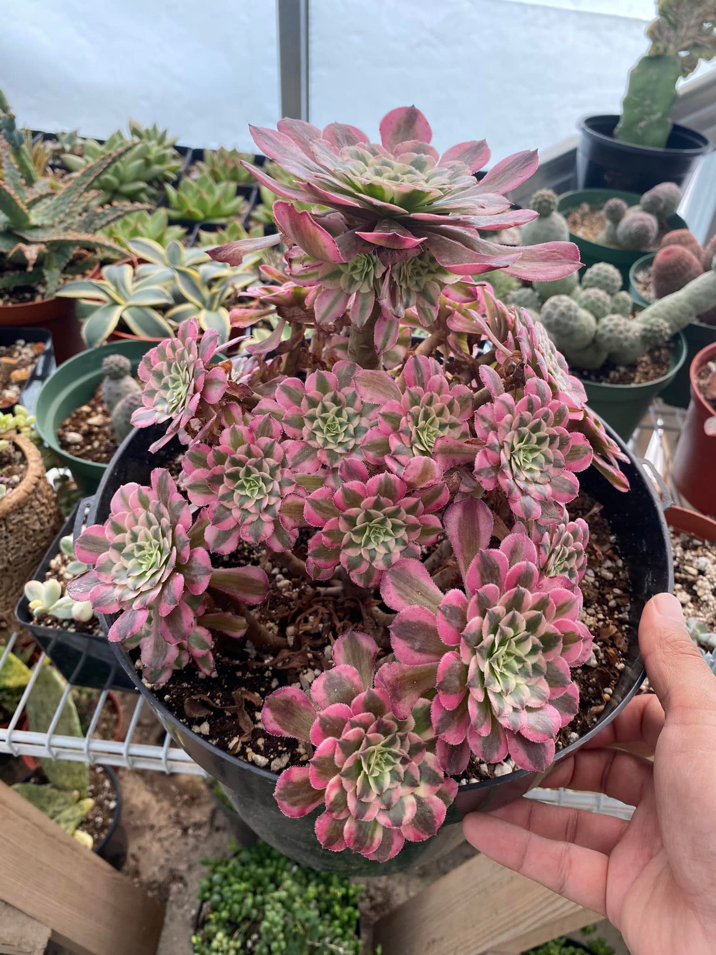 Aeonium pink witch cluster