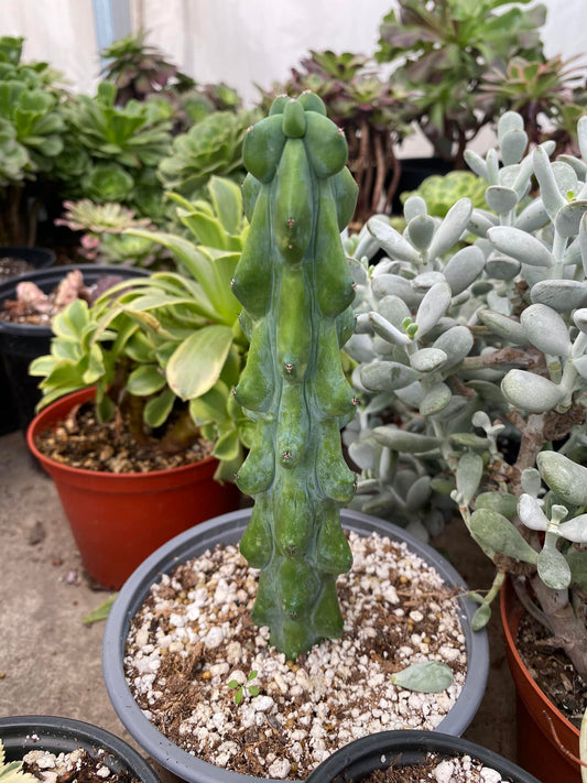 Myrtillocactus fukurokuryuzinboku (Boobies cactus)