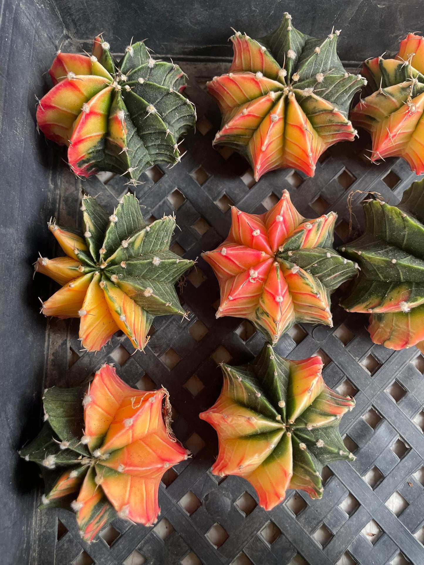 Gymnocalycium lb2178 Variegado