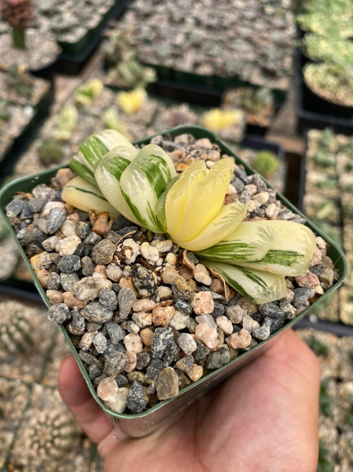 Haworthia lime green variegada