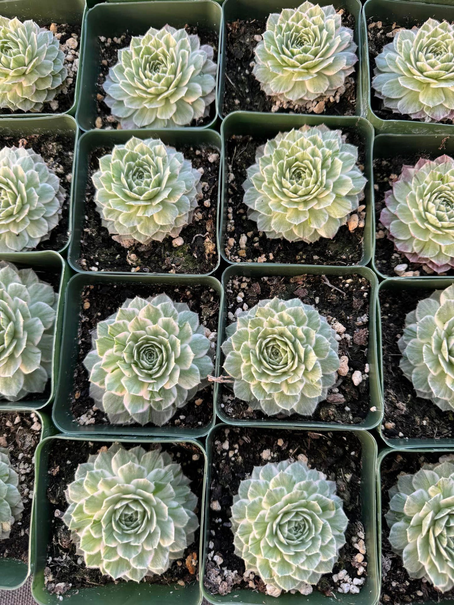 Sempervivum 'Saxon' Variegado