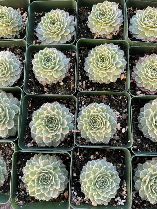 Sempervivum 'Saxon' Variegado