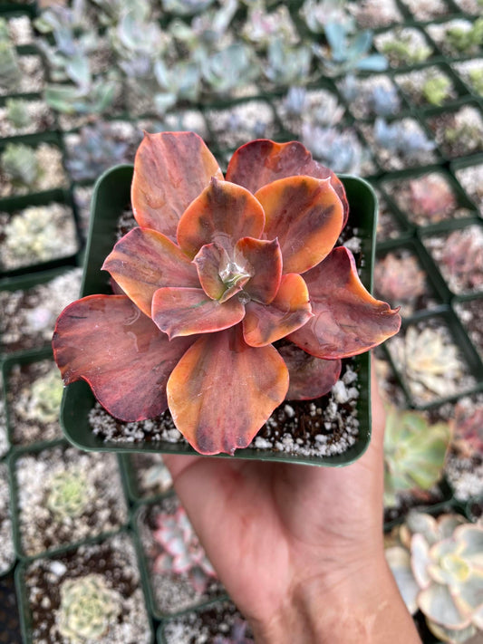 Echeveria mini gosahong